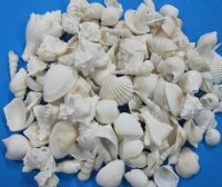 1-1/4 to 3-3/4 inches Assorted White Seashells in Bulk 4 pound bag - $11.60 a gallon bag; Pack of 3 bags @ $9.28 a bag