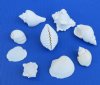 1-1/4 to 2-3/4 inches Medium Sized Assorted White Shells in Bulk  - 1 Bag of 4 pounds (1 gallon) @ $12.50 a bag; 3 Bags of 1 Gallon Each  @ $9.99 a bag