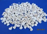 Medium Assorted White Craft Shells <font color=red> Wholesale</font>, 1-1/4 to 2-3/4 inches  - 10 gallons @ $14 a gallon