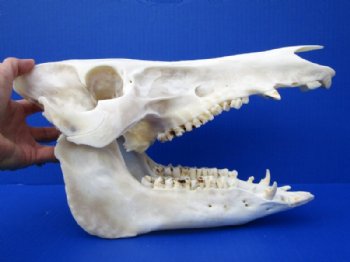 Wild Boar, Pig Skulls
