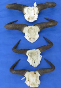 Blue Wildebeest Skull Plate With Horns Under 20 inches - $45.00 each