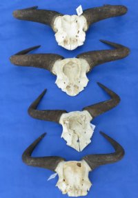 Blue Wildebeest Skull Plate With Horns <font color=red> Wholesale</font> Under 20 inches - 4 @ $29.00 each