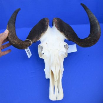 Male Black Wildebeest Skull With Horns <font color=red> Wholesale</font> 16 inches wide and over - $115 each; <FONT COLOR=RED> SALE</FONT> 2 @ $85 each.
