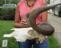 Male Black Wildebeest Skull With Horns <font color=red> Wholesale</font> 16 inches wide and over - $115 each; <FONT COLOR=RED> SALE</FONT> 2 @ $85 each.