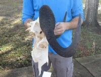 Male Black Wildebeest Skull With Horns <font color=red> Wholesale</font> 16 inches wide and over - $115 each; 3 or more $105 each