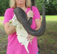 Male Black Wildebeest Skull With Horns <font color=red> Wholesale</font> 16 inches wide and over - $115 each; <FONT COLOR=RED> SALE</FONT> 2 @ $85 each.