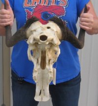 Female Black Wildebeest Skulls With Horns Up to 14-7/8 inches wide <font color=red> Wholesale:</font> - $90.00 each