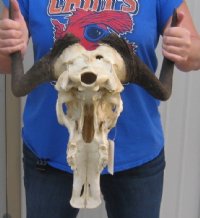 Female Black Wildebeest Skulls With Horns Up to 14-7/8 inches wide <font color=red> Wholesale *SALE*:</font> - 2 @ $70.00 each