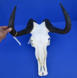 Female Black Wildebeest Skulls and Horns Up to 14-7/8 inches wide <font color=red> Wholesale:</font> - $90.00 each;  4 or more @ $80.00 each