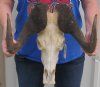 Female Black Wildebeest Skulls and Horns <font color=red>Wholesale</font>  Up to 14-7/8 inches wide Pack of 1 @ $99.99
