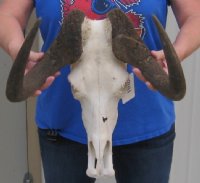 Female Black Wildebeest Skulls With Horns Up to 14-7/8 inches wide <font color=red> Wholesale *SALE*:</font> - 2 @ $70.00 each