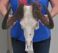 Female Black Wildebeest Skulls With Horns Up to 14-7/8 inches wide <font color=red> Wholesale:</font> - $90.00 each