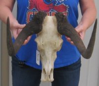 Female Black Wildebeest Skulls With Horns Up to 14-7/8 inches wide <font color=red> Wholesale *SALE*:</font> - 2 @ $70.00 each