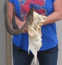 Female Black Wildebeest Skulls With Horns Up to 14-7/8 inches wide <font color=red> Wholesale:</font> - $90.00 each