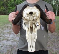 Female Black Wildebeest Skulls With Horns Up to 14-7/8 inches wide <font color=red> Wholesale:</font> - $90.00 each;  4 or more @ $80.00 each
