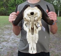 Female Black Wildebeest Skulls With Horns Up to 14-7/8 inches wide <font color=red> Wholesale:</font> - $90.00 each