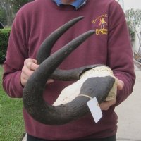 Female Black Wildebeest Skull Plates with Horns 12 to 14 inches wide <font color=red> Wholesale</font>- 2 @ $48.00 each