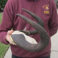 Female Black Wildebeest Skull Plates with Horns 12 to 14 inches wide <font color=red> Wholesale</font>- 2 @ $48.00 each
