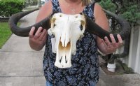 Large Blue Wildebeest Skull with Horn Spread 21 inches up <font color=red> Wholesale</font> - $90 each; 3 or more @ $80 each