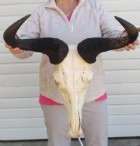 Large Blue Wildebeest Skull with Horn Spread 21 inches up <font color=red> Wholesale</font> - $90 each; 3 or more @ $80 each