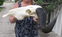 Large Blue Wildebeest Skull with Horn Spread 21 inches up <font color=red> Wholesale</font> - $90 each; 3 or more @ $80 each