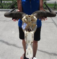 Large Blue Wildebeest Skull with Horn Spread 21 inches up <font color=red> Wholesale</font> - $90 each; 3 or more @ $80 each