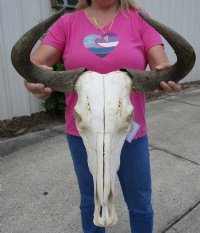 Large Blue Wildebeest Skull with Horn Spread 21 inches up <font color=red> Wholesale</font> - $90 each; 3 or more @ $80 each