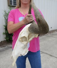 Large Blue Wildebeest Skull with Horn Spread 21 inches up <font color=red> Wholesale</font> - $90 each; 3 or more @ $80 each