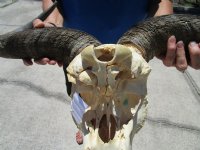 Large Blue Wildebeest Skull with Horn Spread 21 inches up <font color=red> Wholesale</font> - $90 each; 3 or more @ $80 each