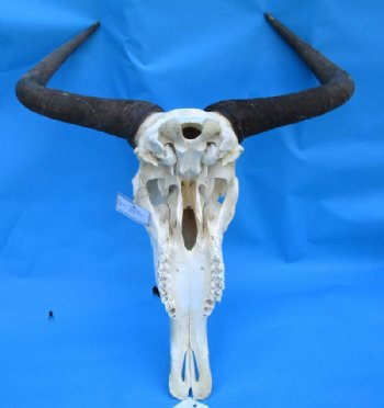 Blue Wildebeest Skull with Horns <font color=red> Wholesale</font>  Under 20 inches wide - 2 @ $80.00 each; 3 @ $72.00 each