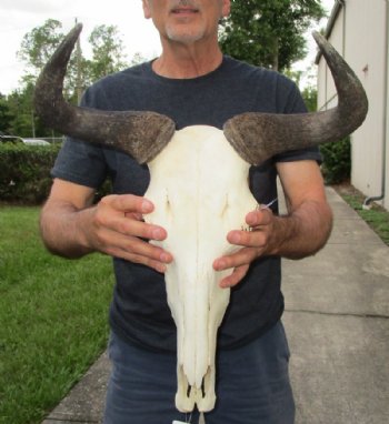 Blue Wildebeest Skull with Horns <font color=red> Wholesale</font>  Under 20 inches wide - 2 @ $80.00 each; 3 @ $72.00 each