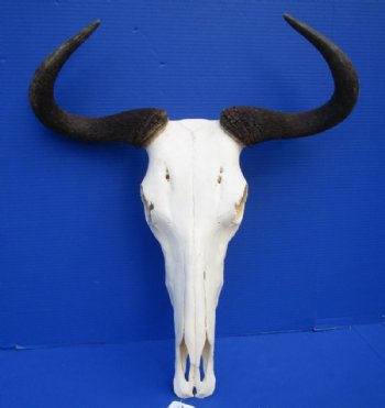 Blue Wildebeest Skull with Horns <font color=red> Wholesale</font>  Under 20 inches wide - 2 @ $80.00 each; 3 @ $72.00 each