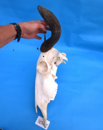 Blue Wildebeest Skull with Horns <font color=red> Wholesale</font>  Under 20 inches wide - 2 @ $80.00 each; 3 @ $72.00 each