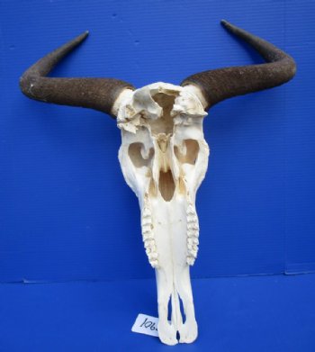 Blue Wildebeest Skull with Horns <font color=red> Wholesale</font>  Under 20 inches wide - 2 @ $80.00 each; 3 @ $72.00 each