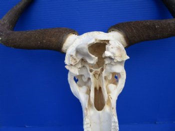 Blue Wildebeest Skull with Horns <font color=red> Wholesale</font>  Under 20 inches wide - 2 @ $80.00 each; 3 @ $72.00 each