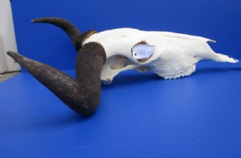 Blue Wildebeest Skull with Horns <font color=red> Wholesale</font>  Under 20 inches wide - 2 @ $80.00 each; 3 @ $72.00 each