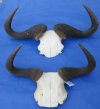 <font color=red>Wholesale</font> African Blue Wildebeest Skull Plate and Horns Under 20 inches - Case of 2 @ $45.00 each
