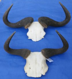 Large Blue Wildebeest Skull Plate with Horns Over 21 inches wide  - $55.00 each
