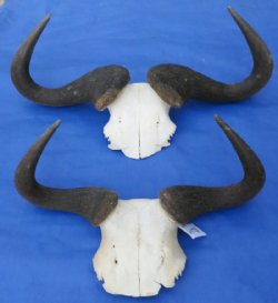 Large Blue Wildebeest Skull Plate with Horns <font color=red> Wholesale</font> Over 21 inches wide  - 4 @ $36.00 each