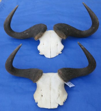 Blue Wildebeest Skull Plate With Horns <font color=red> Wholesale</font> Under 20 inches - 4 @ $29.00 each