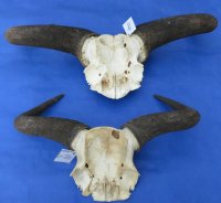 Blue Wildebeest Skull Plate With Horns <font color=red> Wholesale</font> Under 20 inches - 4 @ $29.00 each