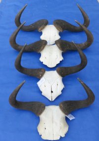 Blue Wildebeest Skull Plate With Horns <font color=red> Wholesale</font> Under 20 inches - 4 @ $29.00 each