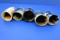 Cow Horn Cups with a Wood Bottom <font color=red>Wholesale</font>  - 18 @ $5.25 each