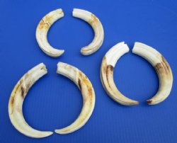 10 to 10-7/8 Extra Large Matching Pairs Warthog Ivory Tusks for Sale <font color=red>Wholesale</font> - Pack of 1 pair @ $90.00 a pair; Pack of 3 pairs @ $80.00 a pair