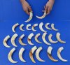 5 to 5-7/8 inches Warthog Tusk for Carving and Knife Handle Material - Pack of 1 @ $10.50 each; Pack of 6 @ $8.40 each;