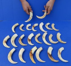 7 to 7-7/8 inches<font color=red> Wholesale </font>Warthog Tusk for Sale for Knife Handle Material - Pack of 12 @ $9.75 each