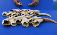 7 to 7-7/8 inches<font color=red> Wholesale </font>Warthog Tusk for Sale for Knife Handle Material - Pack of 12 @ $9.75 each