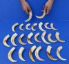 8 to 8-7/8 inches Warthog Tusks, Ivory for Carving - $29.99 each (Plus $8.00 First Class Mail)