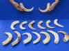 9 to 9-7/8 inches Large Warthog Tusks for Carving - $39.99 each (Plus $8.00 First Class Mail);