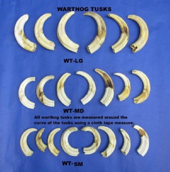 Warthog Tusks <font color=red> Wholesale</font>, 5 inches to 7-7/8 inches - 1.5 pounds @ $60.00 a pound